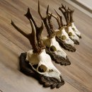 Cuernos de corzo, 3 piezas, corzos machos, cuernos de corzo tallados, placas de trofeo 22.1320