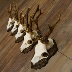 Cuernos de corzo, 3 piezas, corzos machos, cuernos de corzo tallados, placas de trofeo 22.1320