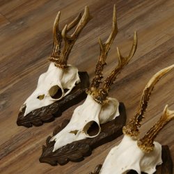 Cuernos de corzo, 3 piezas, corzos machos, cuernos de corzo tallados, placas de trofeo 22.1320
