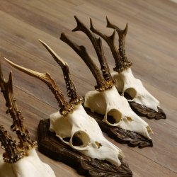 Cuernos de corzo, 3 piezas, corzos machos, cuernos de corzo tallados, placas de trofeo 22.1320