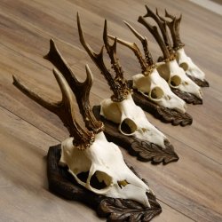 Cuernos de corzo, 3 piezas, corzos machos, cuernos de corzo tallados, placas de trofeo 22.1320