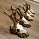 Deer antlers, 3 pieces, roe deer bucks, deer buck...