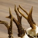 Cuernos de corzo, 3 piezas, corzos machos, cuernos de corzo tallados, placas de trofeo 22.1320