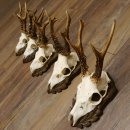 Deer antlers, 3 pieces, roe deer bucks, deer buck...