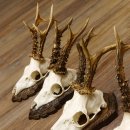 Cuernos de corzo, 3 piezas, corzos machos, cuernos de corzo tallados, placas de trofeo 22.1320