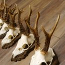 Cuernos de corzo, 3 piezas, corzos machos, cuernos de corzo tallados, placas de trofeo 22.1320