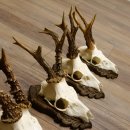 Cuernos de corzo, 3 piezas, corzos machos, cuernos de corzo tallados, placas de trofeo 22.1320