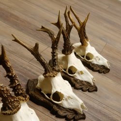 Cuernos de corzo, 3 piezas, corzos machos, cuernos de corzo tallados, placas de trofeo 22.1320