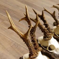 Cuernos de corzo, 3 piezas, corzos machos, cuernos de corzo tallados, placas de trofeo 22.1320