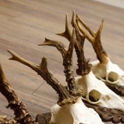 Cuernos de corzo, 3 piezas, corzos machos, cuernos de corzo tallados, placas de trofeo 22.1320