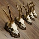 Deer antlers, 3 pieces, roe deer bucks, deer buck...