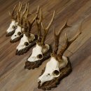 Cuernos de corzo, 3 piezas, corzos machos, cuernos de corzo tallados, placas de trofeo 22.1320