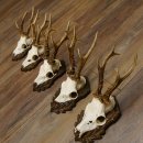 Cuernos de corzo, 3 piezas, corzos machos, cuernos de corzo tallados, placas de trofeo 22.1320