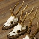 Cuernos de corzo, 3 piezas, corzos machos, cuernos de corzo tallados, placas de trofeo 22.1320