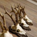 Cuernos de corzo, 3 piezas, corzos machos, cuernos de corzo tallados, placas de trofeo 22.1320