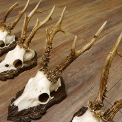 Cuernos de corzo, 3 piezas, corzos machos, cuernos de corzo tallados, placas de trofeo 22.1320