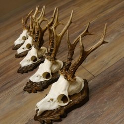 Cuernos de corzo, 3 piezas, corzos machos, cuernos de corzo tallados, placas de trofeo 22.1320