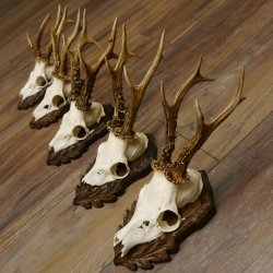 Cuernos de corzo, 3 piezas, corzos machos, cuernos de corzo tallados, placas de trofeo 22.1320