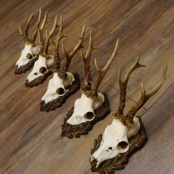 Cuernos de corzo, 3 piezas, corzos machos, cuernos de corzo tallados, placas de trofeo 22.1320