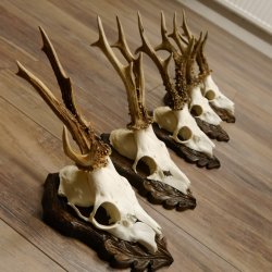 Cuernos de corzo, 3 piezas, corzos machos, cuernos de corzo tallados, placas de trofeo 22.1320