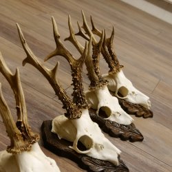 Cuernos de corzo, 3 piezas, corzos machos, cuernos de corzo tallados, placas de trofeo 22.1320
