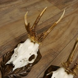 Cuernos de corzo, 3 piezas, corzos machos, cuernos de corzo tallados, placas de trofeo 22.1320