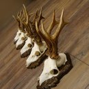 Deer antlers, 3 pieces, roe deer bucks, deer buck...
