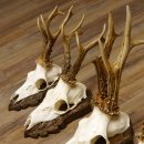 Cuernos de corzo, 3 piezas, corzos machos, cuernos de corzo tallados, placas de trofeo 22.1320