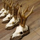 Cuernos de corzo, 3 piezas, corzos machos, cuernos de corzo tallados, placas de trofeo 22.1320