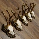 Cuernos de corzo, 3 piezas, corzos machos, cuernos de corzo tallados, placas de trofeo 22.1320