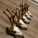 Cuernos de corzo, 3 piezas, corzos machos, cuernos de corzo tallados, placas de trofeo 22.1320