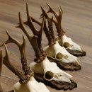 Cuernos de corzo, 3 piezas, corzos machos, cuernos de corzo tallados, placas de trofeo 22.1320