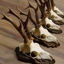 Cuernos de corzo, 3 piezas, corzos machos, cuernos de corzo tallados, placas de trofeo 22.1320