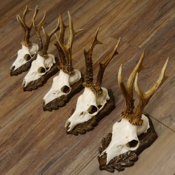 Cuernos de corzo, 3 piezas, corzos machos, cuernos de corzo tallados, placas de trofeo 22.1320