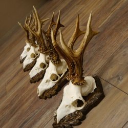 Cuernos de corzo, 3 piezas, corzos machos, cuernos de corzo tallados, placas de trofeo 22.1320