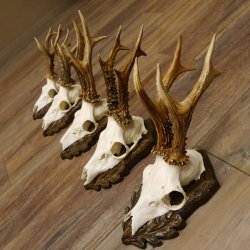 Cuernos de corzo, 3 piezas, corzos machos, cuernos de corzo tallados, placas de trofeo 22.1320