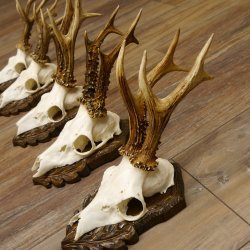 Cuernos de corzo, 3 piezas, corzos machos, cuernos de corzo tallados, placas de trofeo 22.1320