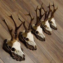 Cuernos de corzo, 3 piezas, corzos machos, cuernos de corzo tallados, placas de trofeo 22.1320