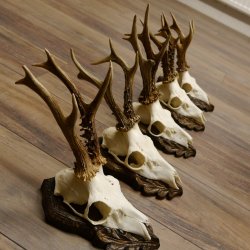 Cuernos de corzo, 3 piezas, corzos machos, cuernos de corzo tallados, placas de trofeo 22.1320