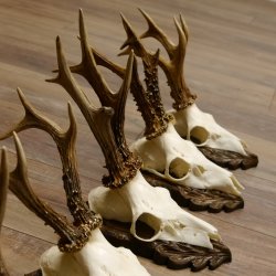 Cuernos de corzo, 3 piezas, corzos machos, cuernos de corzo tallados, placas de trofeo 22.1320