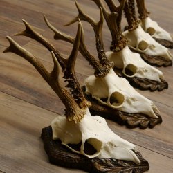 Cuernos de corzo, 3 piezas, corzos machos, cuernos de corzo tallados, placas de trofeo 22.1320
