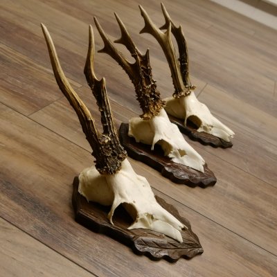 Cuernos de corzo, 3 piezas, corzos machos, cuernos de corzo tallados, placas de trofeo 22.1320