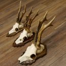 Bois de chevreuil, 3 pièces, chevreuils...