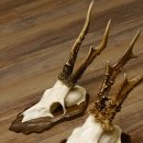 Cuernos de corzo, 3 piezas, corzos machos, cuernos de corzo tallados, placas de trofeo 22.1320