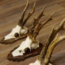 Cuernos de corzo, 3 piezas, corzos machos, cuernos de corzo tallados, placas de trofeo 22.1320