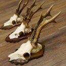 Cuernos de corzo, 3 piezas, corzos machos, cuernos de corzo tallados, placas de trofeo 22.1320