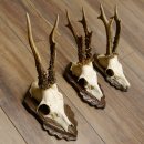 Cuernos de corzo, 3 piezas, corzos machos, cuernos de corzo tallados, placas de trofeo 22.1320