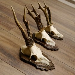 Cuernos de corzo, 3 piezas, corzos machos, cuernos de corzo tallados, placas de trofeo 22.1320