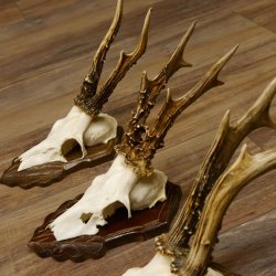 Cuernos de corzo, 3 piezas, corzos machos, cuernos de corzo tallados, placas de trofeo 22.1320