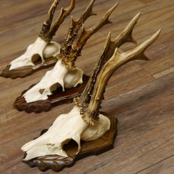 Cuernos de corzo, 3 piezas, corzos machos, cuernos de corzo tallados, placas de trofeo 22.1320